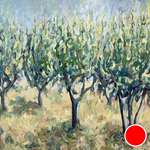 Olive Grove Olive Grove